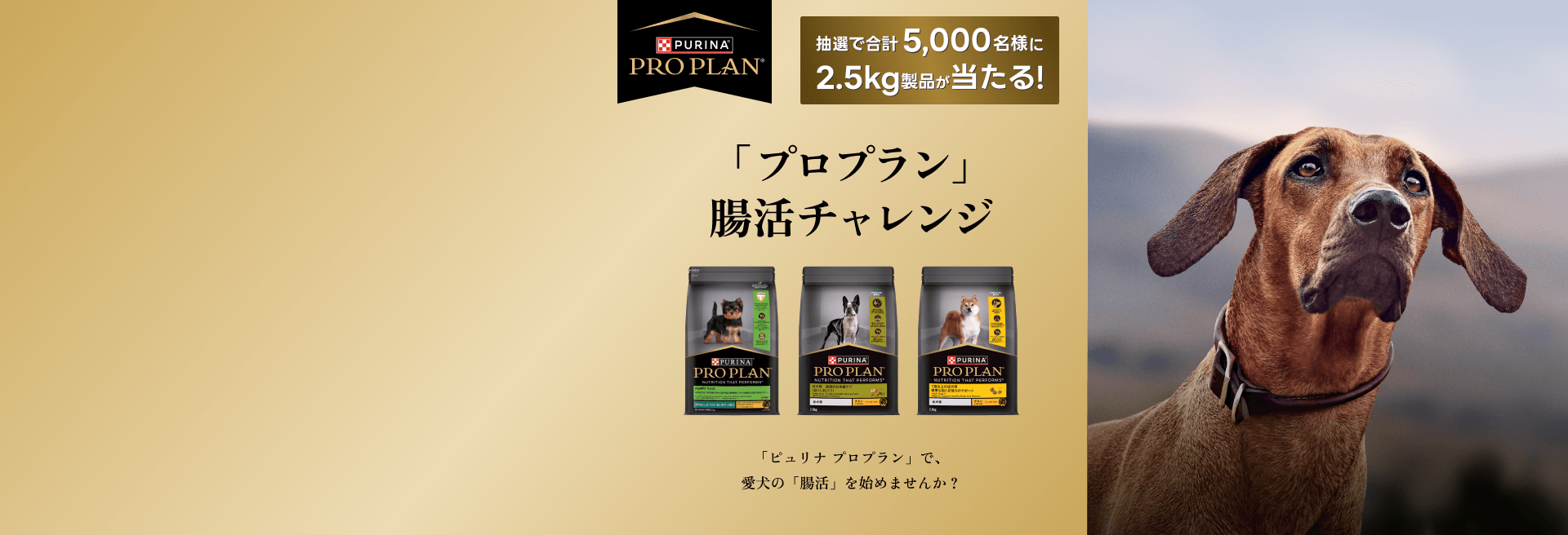 「プロプラン」腸活チャレンジ　実施中