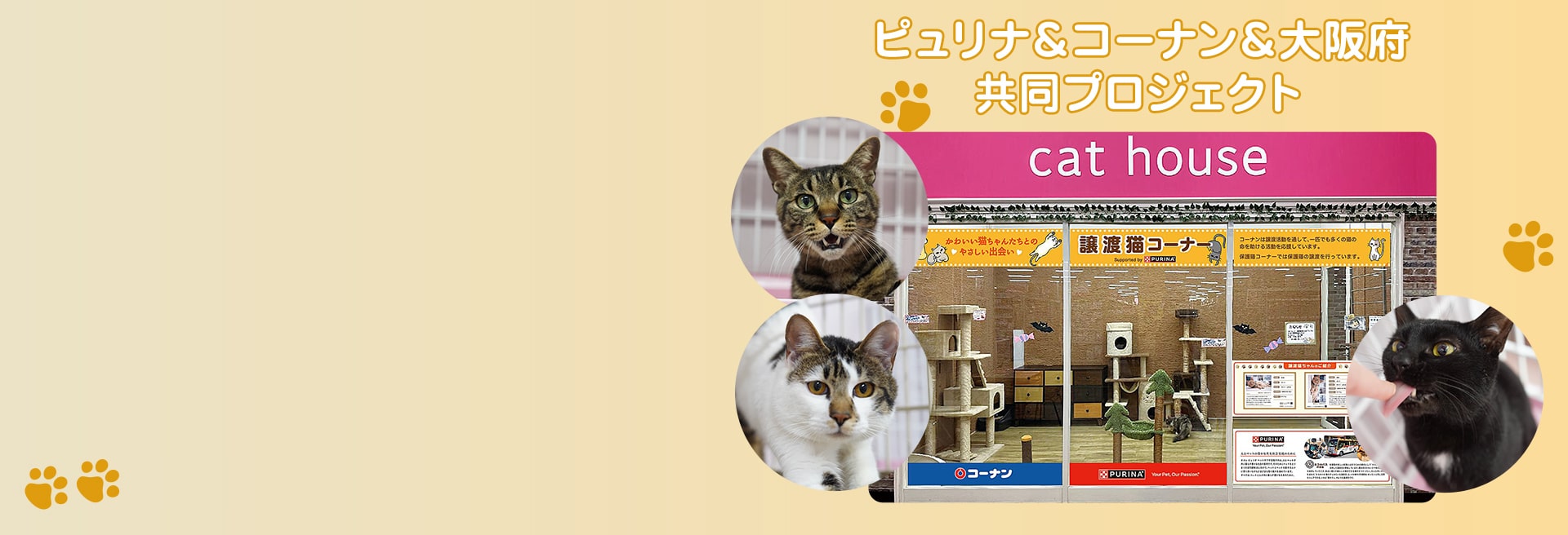 「おとな猫譲渡促進プロジェクト」速報！