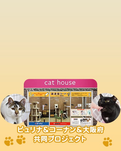 「おとな猫譲渡促進プロジェクト」速報！