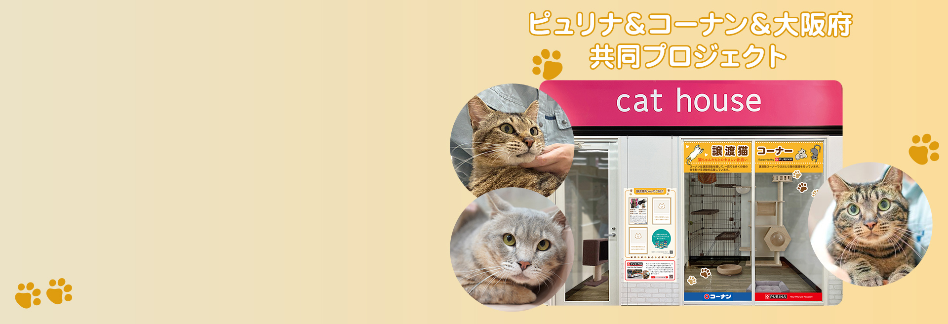 おとな猫譲渡促進プロジェクト