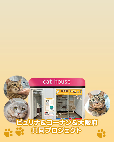 おとな猫譲渡促進プロジェクト
