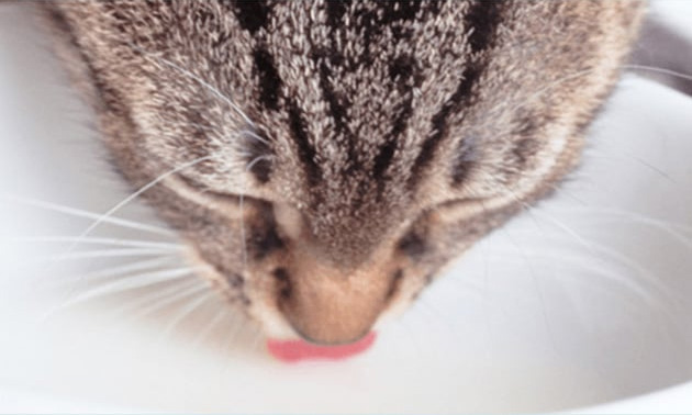 水を飲む猫
