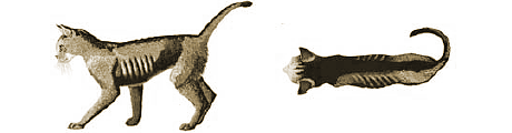 痩せすぎの猫