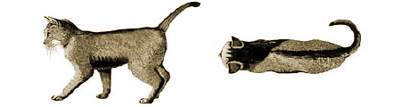 理想的な体型の猫