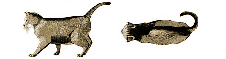 太りすぎの猫