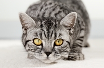 猫の病気・健康ケア事典