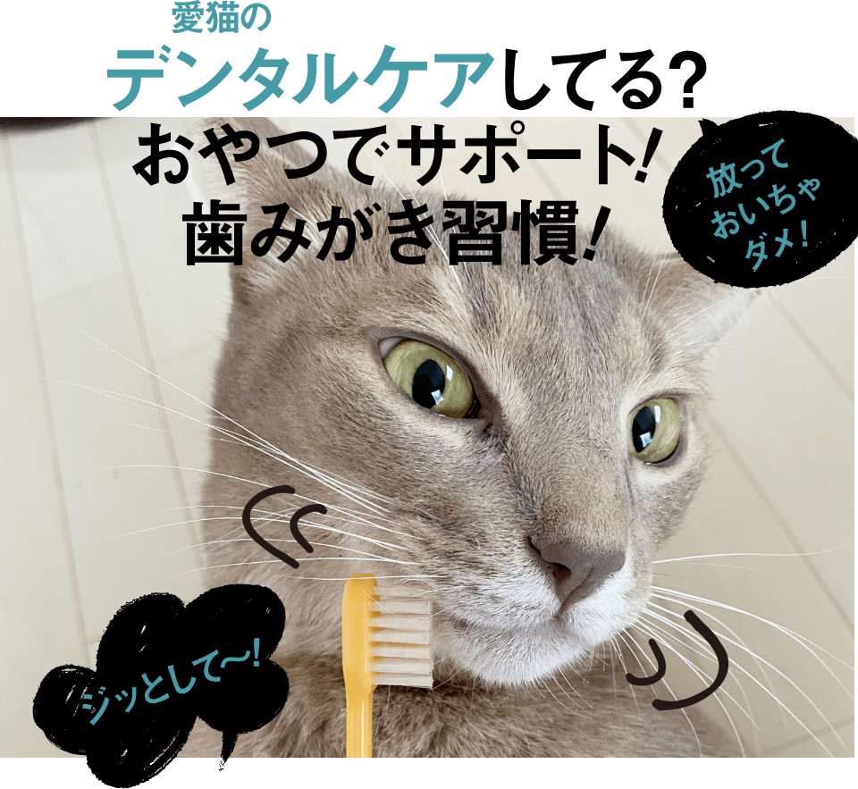 愛猫のデンタルケアしてる？ おやつでサポート！歯みがき習慣！