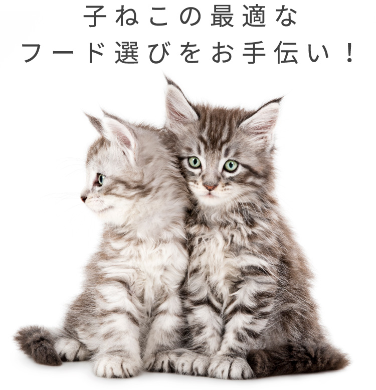 子ねこの最適なフード選びをお手伝い！