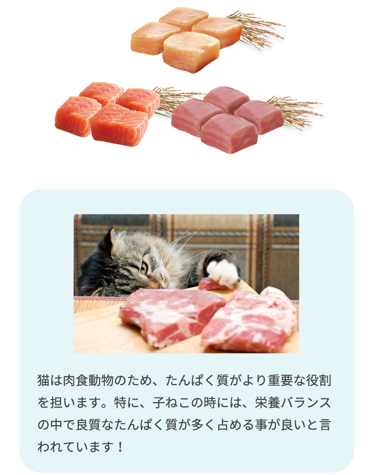 猫は肉食動物のため、たんぱく質がより重要な役割を担います。特に、子ねこの時には、栄養バランスの中で良質なたんぱく質が多く占める事が良いと言われています！