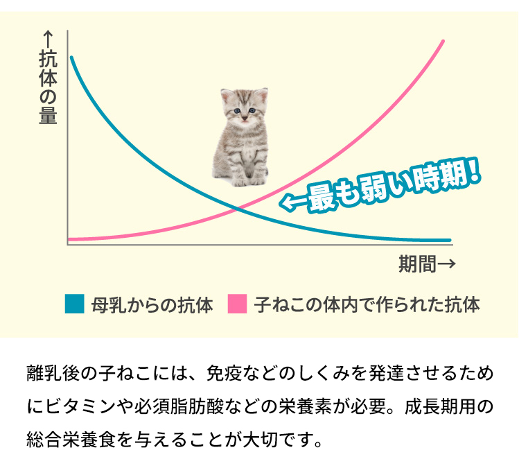 離乳後の子ねこには、免疫などのしくみを発達させるためにビタミンや必須脂肪酸などの栄養素が必要。成長期用の総合栄養食がおすすめです。