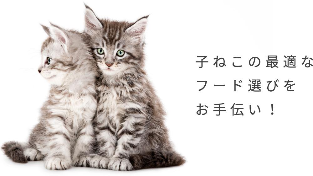 子ねこの最適なフード選びをお手伝い！