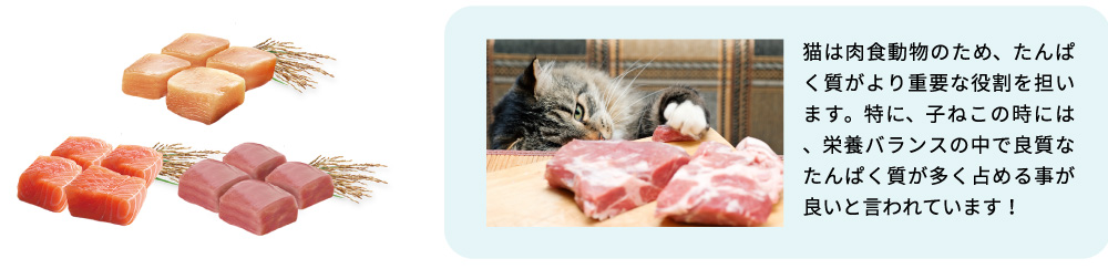 猫は肉食動物のため、たんぱく質がより重要な役割を担います。特に、子ねこの時には、栄養バランスの中で良質なたんぱく質が多く占める事が良いと言われています！