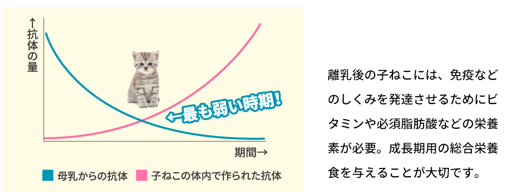 離乳後の子ねこには、免疫などのしくみを発達させるためにビタミンや必須脂肪酸などの栄養素が必要。成長期用の総合栄養食がおすすめです。
