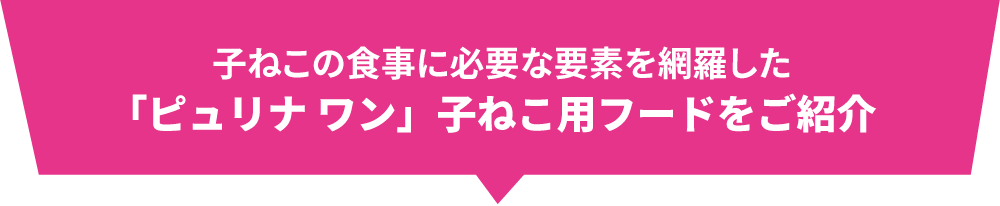 子ねこの食事に必要な要素を網羅した「ピュリナ ワン」子ねこ用フードをご紹介