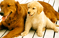 子犬の食事