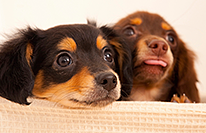 犬の種類