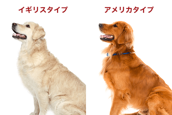 イギリスタイプ アメリカタイプ