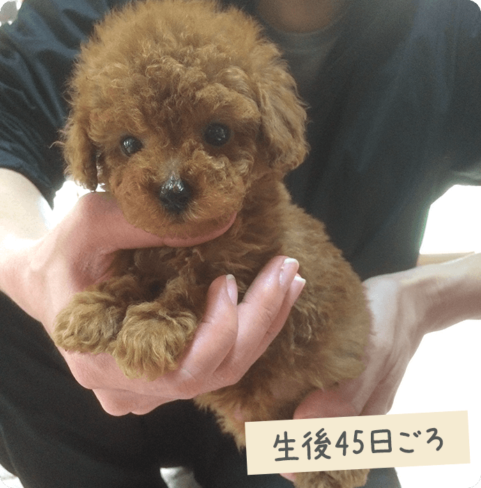 生後45日ごろ