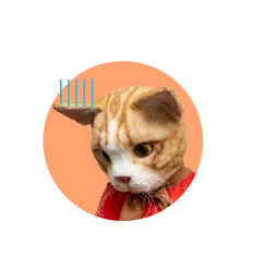 モモさん